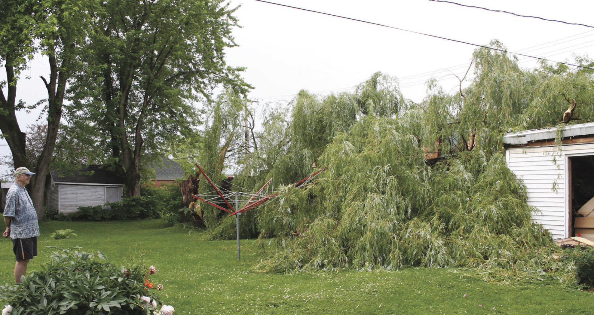 Tree falls